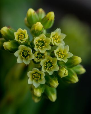 Succulent Bloom