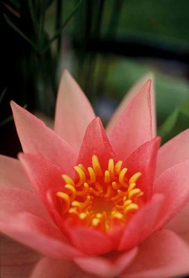 Water Lily