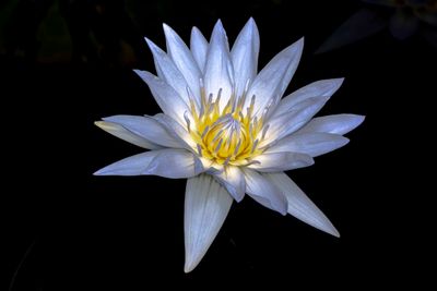 Water Lily