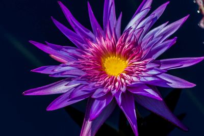 Water Lily