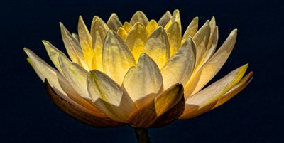 Water Lily