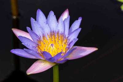 Water Lily