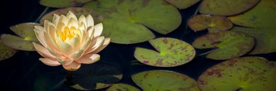 Water Lily