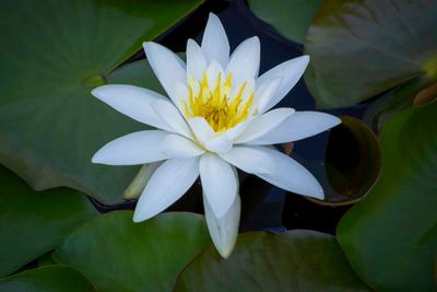 Water Lily