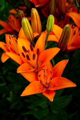 Lilies