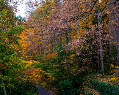 Fall colors
