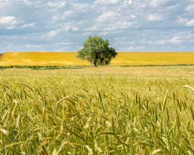 Lone Tree 