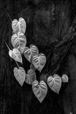 Vine 