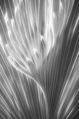 Tropical Palm