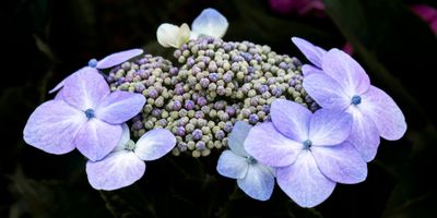 Hydrangea
