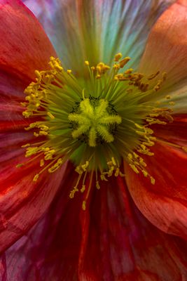 Poppy