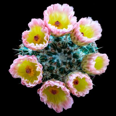 Cactus Blooms