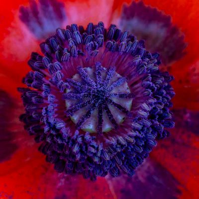 Poppy