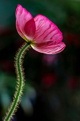 Poppy