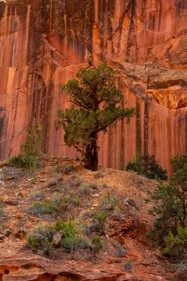 Capitol Reef NP