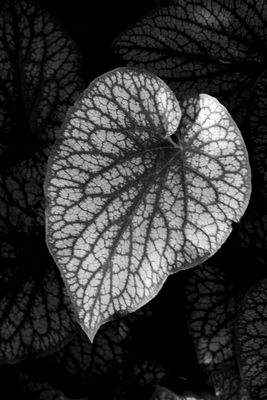 Tropical Leaf