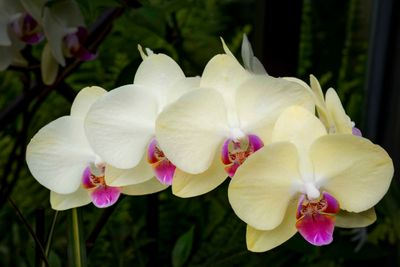 Orchid