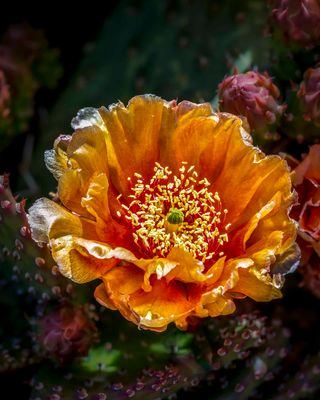Cactus Bloom