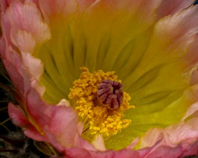 Cactus Bloom