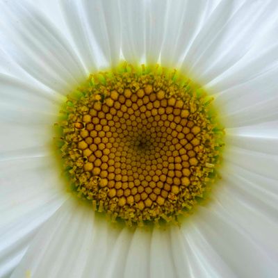 Daisy
