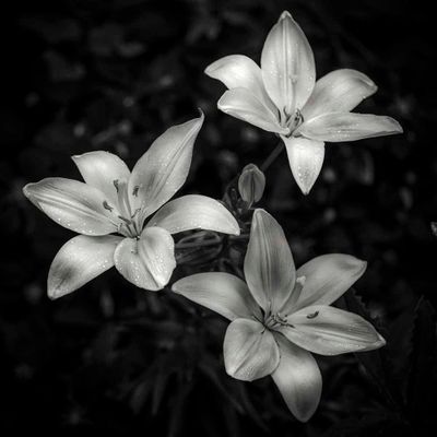 Lilies