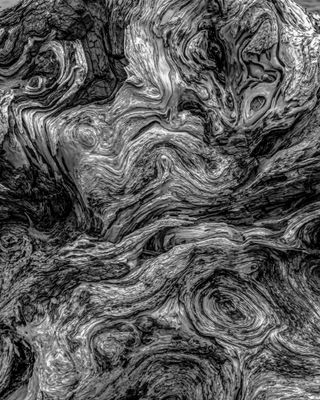 Gnarled Tree