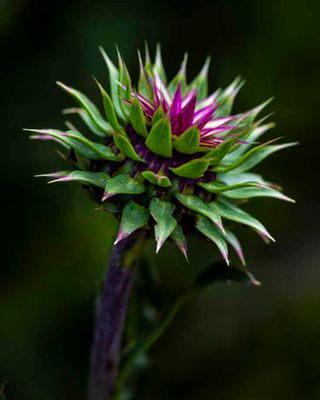 Wildflower