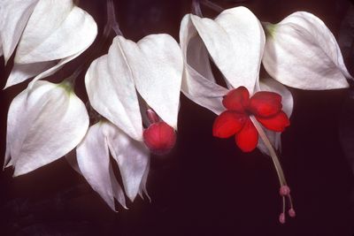 Clerodendrum Thomsonia.jpg