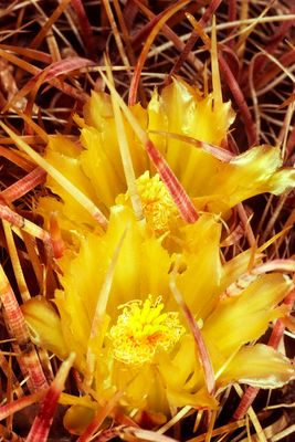 Fireball Cactus 1956C177.jpg