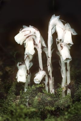 Indian Pipes 2060A281.jpg