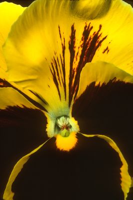 Pansy 2051D582.jpg
