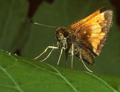 Skipper Posing 1623C378.jpg