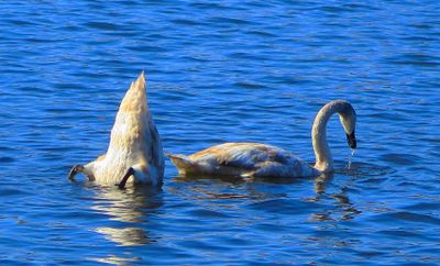 suffolk_county_2023