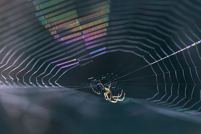 Spiders web in the sun