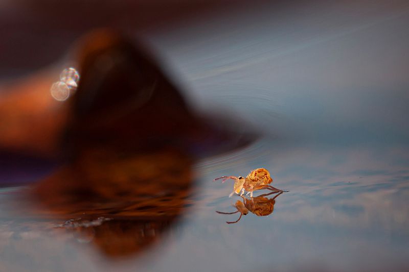 Springstaartje - springtail- Collembola