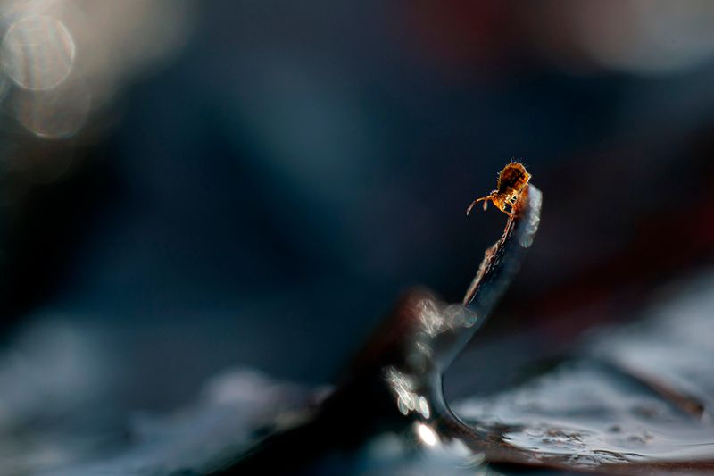 Springstaartje - springtail- Collembola