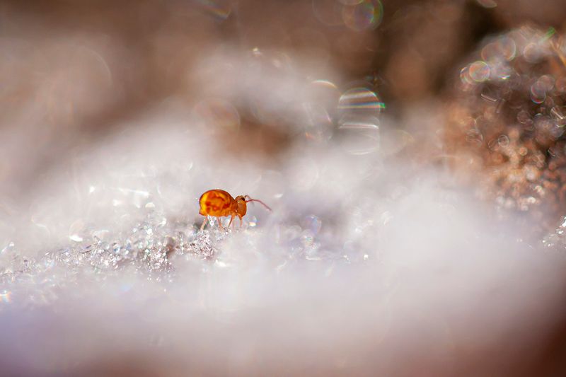 Springtail on ice