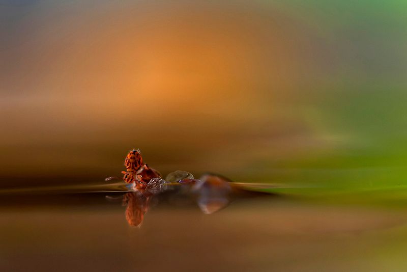 Springstaartje - springtail- Collembola