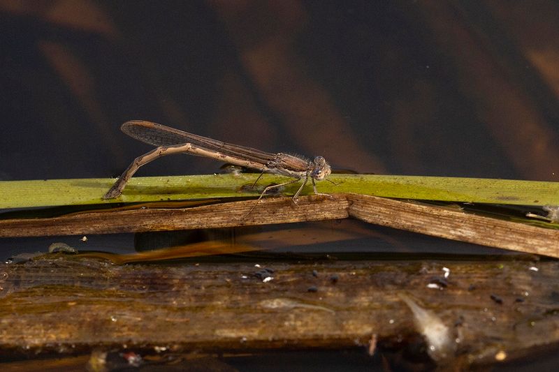 Bruine winterjuffer ♀