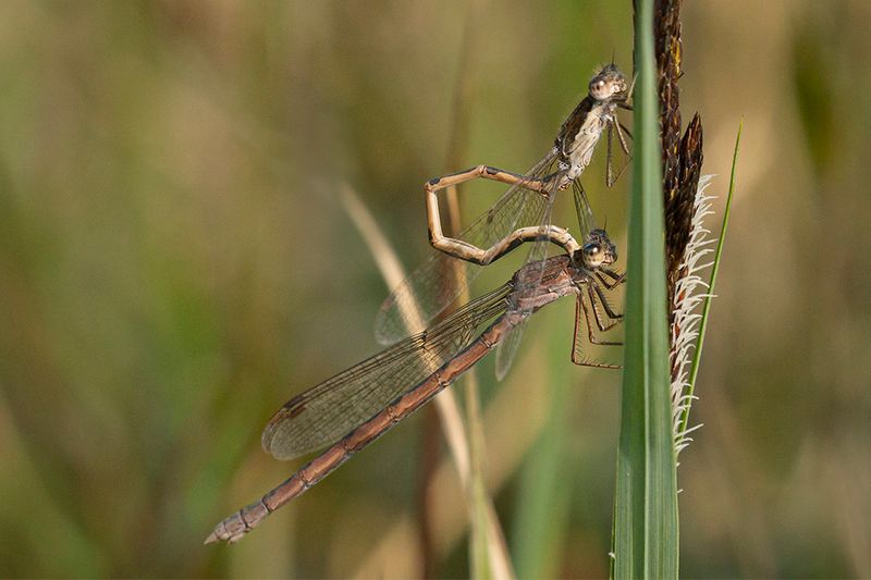 Bruine winterjuffer - Sympecma fusca