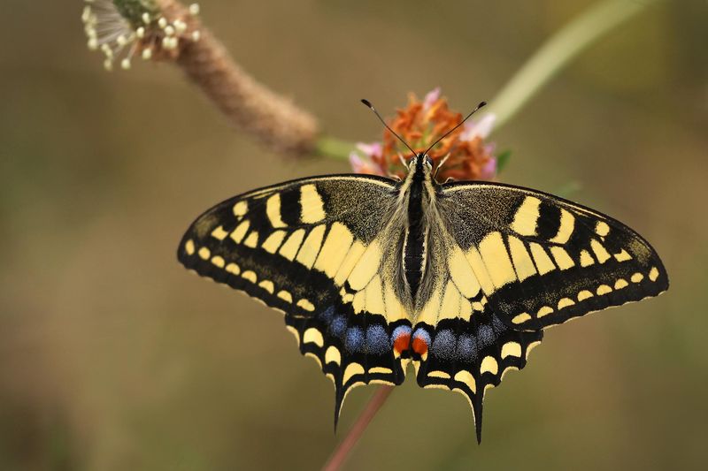 Koninginnenpage - Papilio machaon