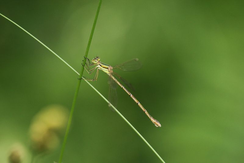 Zwervende pantserjuffer ♀