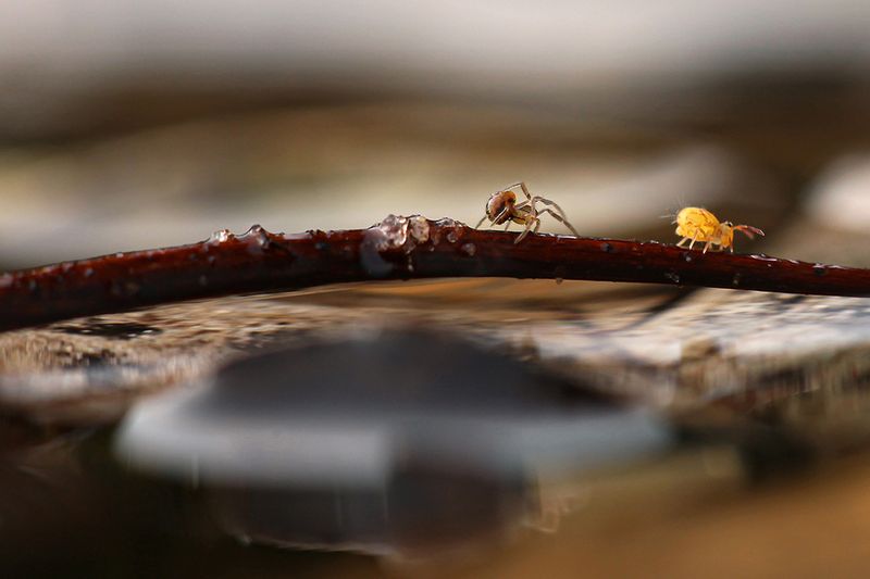 Springtail and spider over 'the bridge'