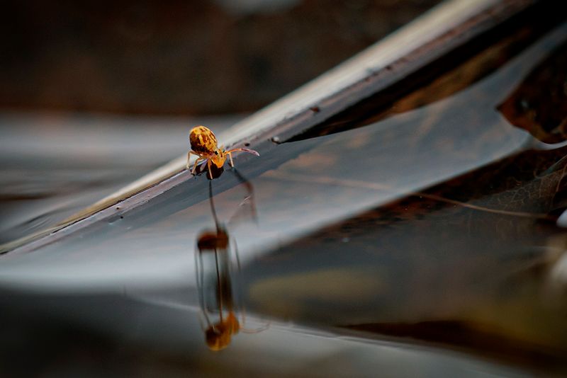 Springtail on water