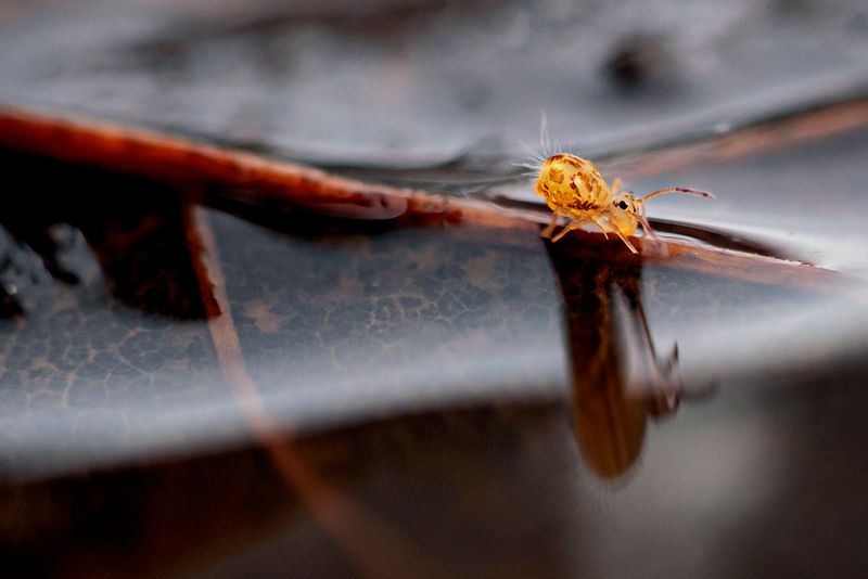 Springtail reflection