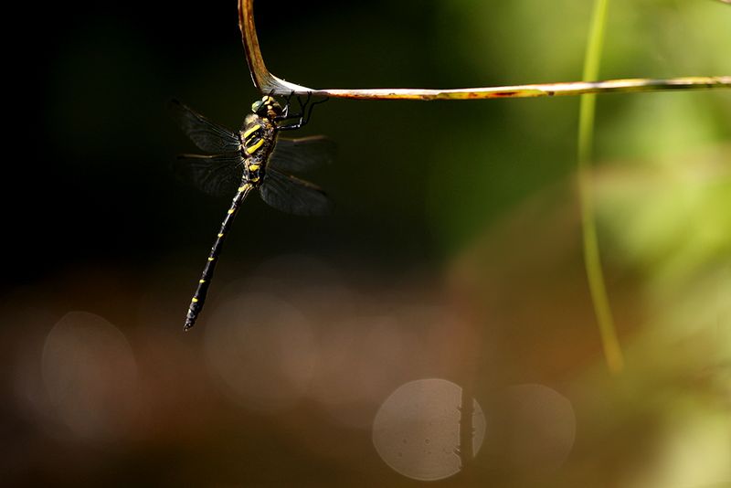Gewone bronlibel - Cordulegaster boltonii ♂