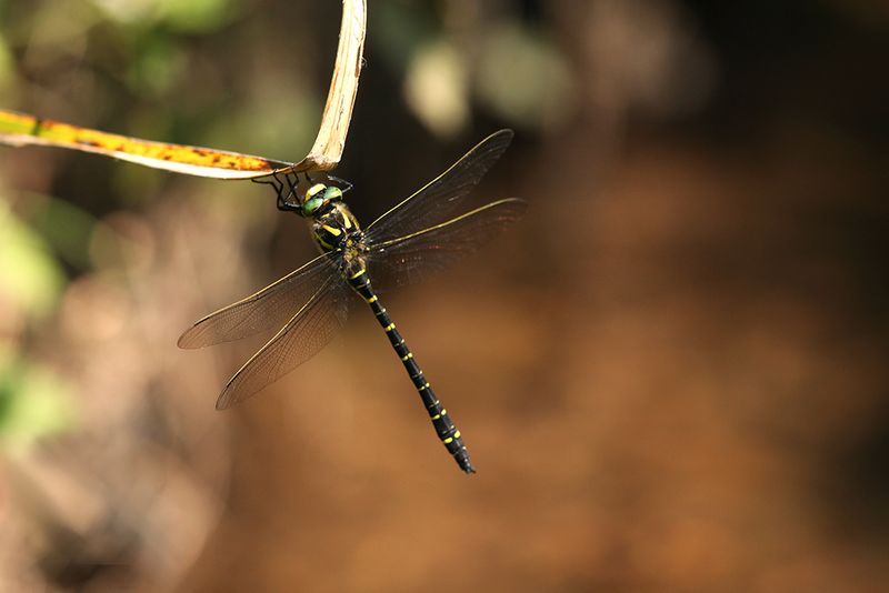 Gewone bronlibel - Cordulegaster boltonii ♂
