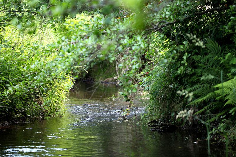 habitat bosbeekjuffer