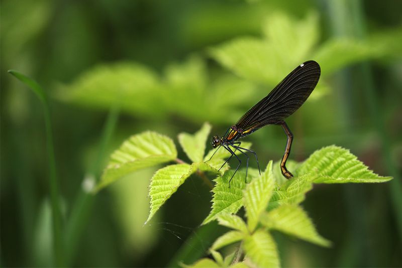 Bosbeekjuffer - Calopteryx virgo ♀