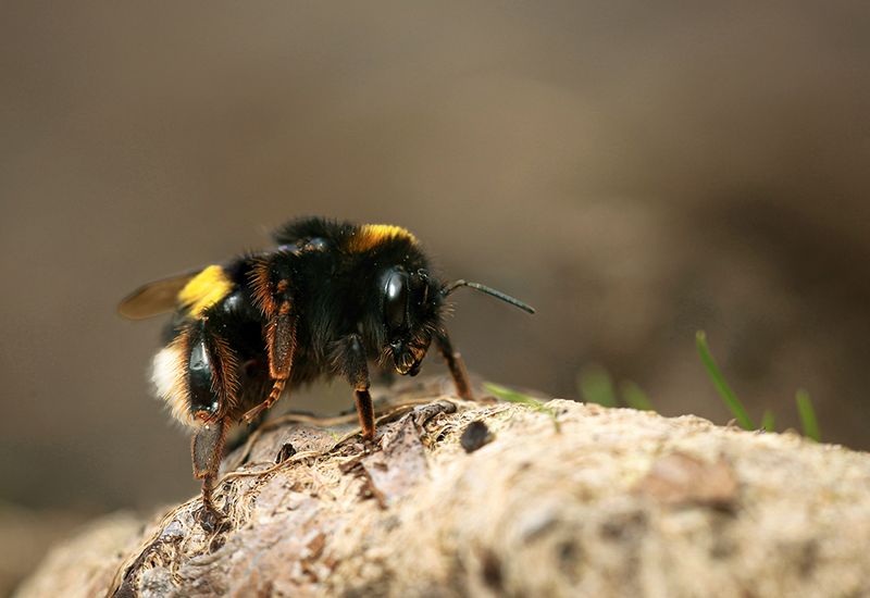 Hommels - Bumble bee- soorten